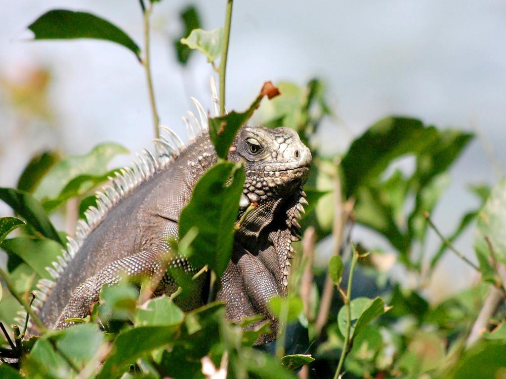 Pousada La Bonita Baía Formosa Dış mekan fotoğraf