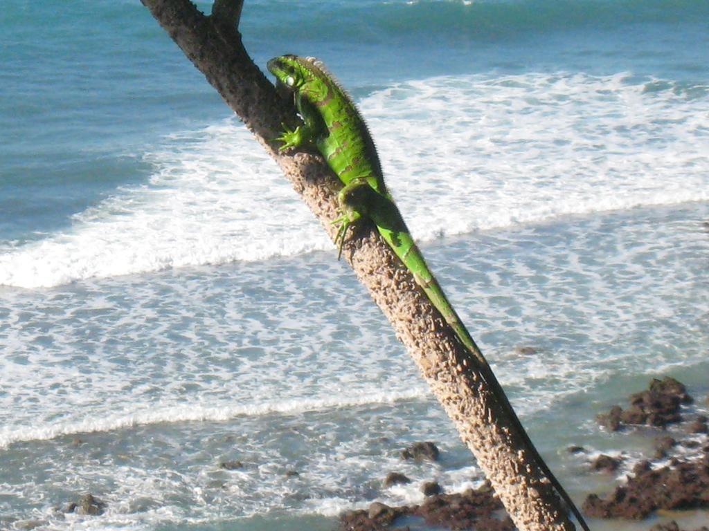 Pousada La Bonita Baía Formosa Dış mekan fotoğraf